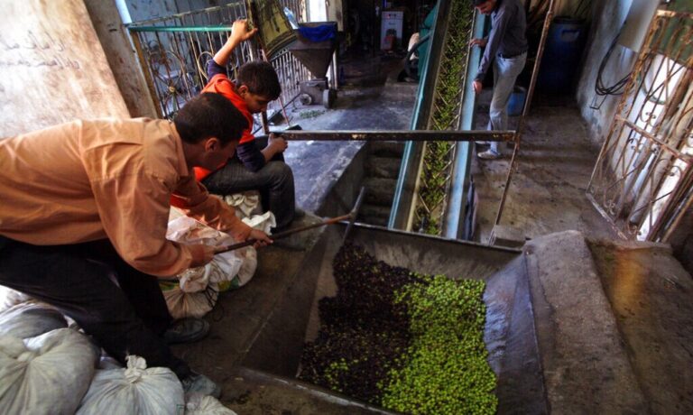 Οι «εγκληματίες του ελαιολάδου»: Σπείρα προσπαθούσε να πουλήσει στην παγκόσμια αγορά νοθευμένο ελαιόλαδο. 