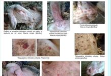 «Συναγερμός» για την ευλογιά των προβάτων στην Ήπειρο – Εμφανίστηκε ξανά στη χώρα μας μετά από πολλά χρόνια