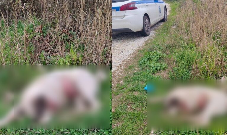 Φρίκη στην Βαλανιδόραχη Πρέβεζας: Κυνηγός πυροβόλησε εν ψυχρώ σκύλο μπροστά σε ανήλικα παιδιά (Σκληρές εικόνες!!)