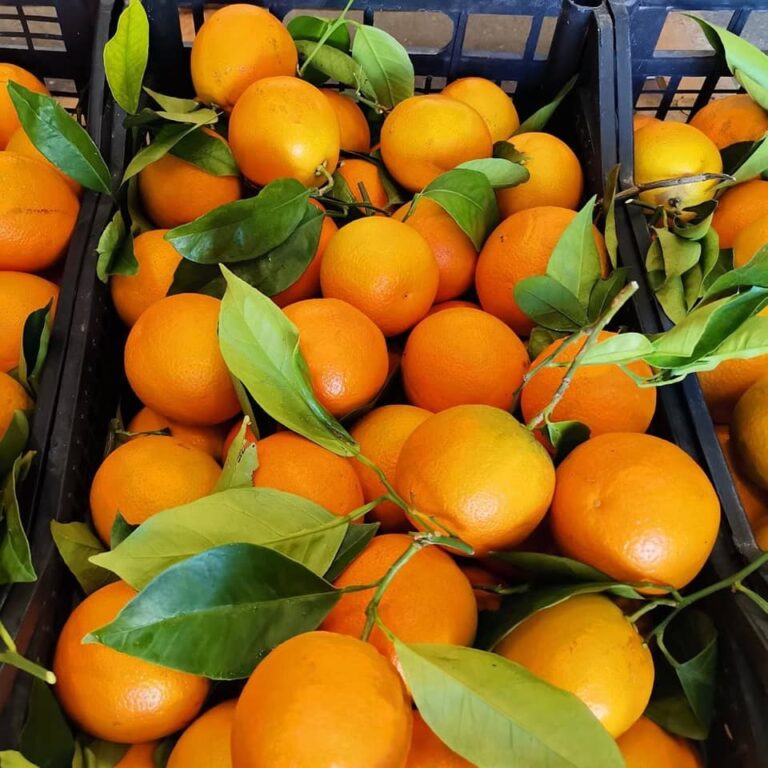 Άρτα: Έκλεψαν δυο τόνους πορτοκάλια από περιβόλι – Σε Σοκ ο αγρότης