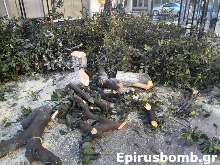 Άρτα: Έκοψαν τα δέντρα στην Πλατεία Μονοπωλίου λόγω του εντόμου Μαύρου Αλευρώδη