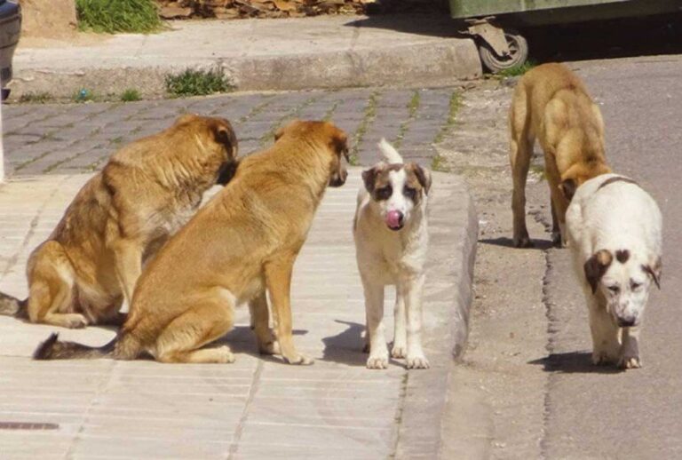 Επιθέσεις αδέσποτων σκύλων σε συνοδούς και ασθενείς στο Πανεπιστημιακό Νοσοκομείο Ιωαννίνων.