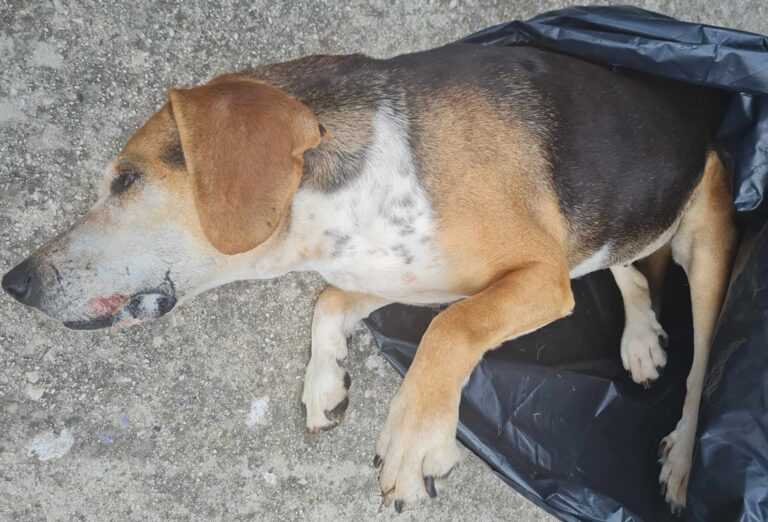 Αποτροπιασμός με νέα κτηνωδία στο Δήμο Πάργας – Ασυνείδητος σκότωσε με φόλα σκύλο στη Βαλανιδόραχη Πρέβεζας