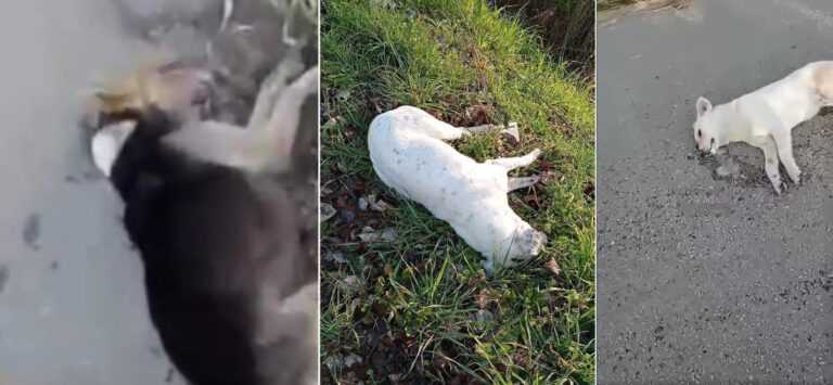 Έγκλημα στο Νεοχώρι Άρτας: Δηλητηρίασαν αδέσποτους σκύλους – Εισαγγελική έρευνα και καταγγελία του Δήμου Νικολάου Σκουφά