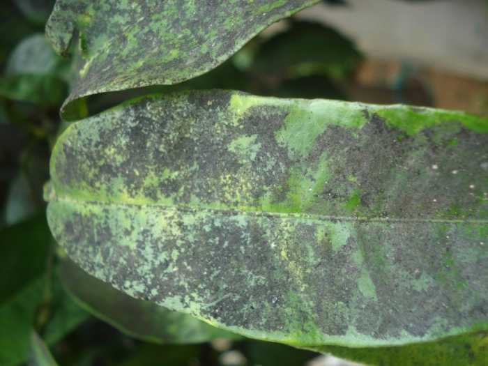 Δραματική και η φετινή χρονιά για τους παραγωγούς εσπεριδοειδών στην Άρτα απο το μαύρο αλευρώδη