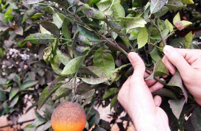 Πολλά προβλήματα έχει προκαλέσει σε Άρτα και Πρέβεζα ο μαύρος αλευρώδης