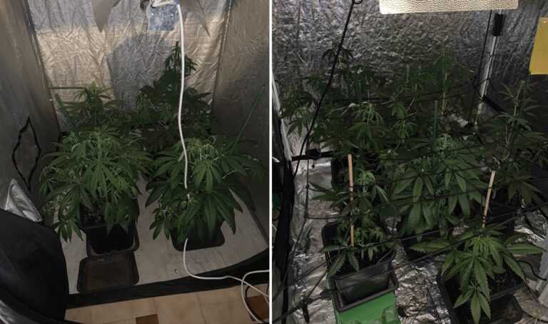 Πλήρες σύστημα εσωτερικής καλλιέργειας κάνναβης εντοπίστηκε σε σπίτι στα Ιωάννινα – Συνελήφθη 10 δενδρύλλια κάνναβης