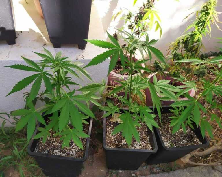 Πρέβεζα: Καλλιεργούσε δενδρύλλια κάνναβης σε γλάστρες