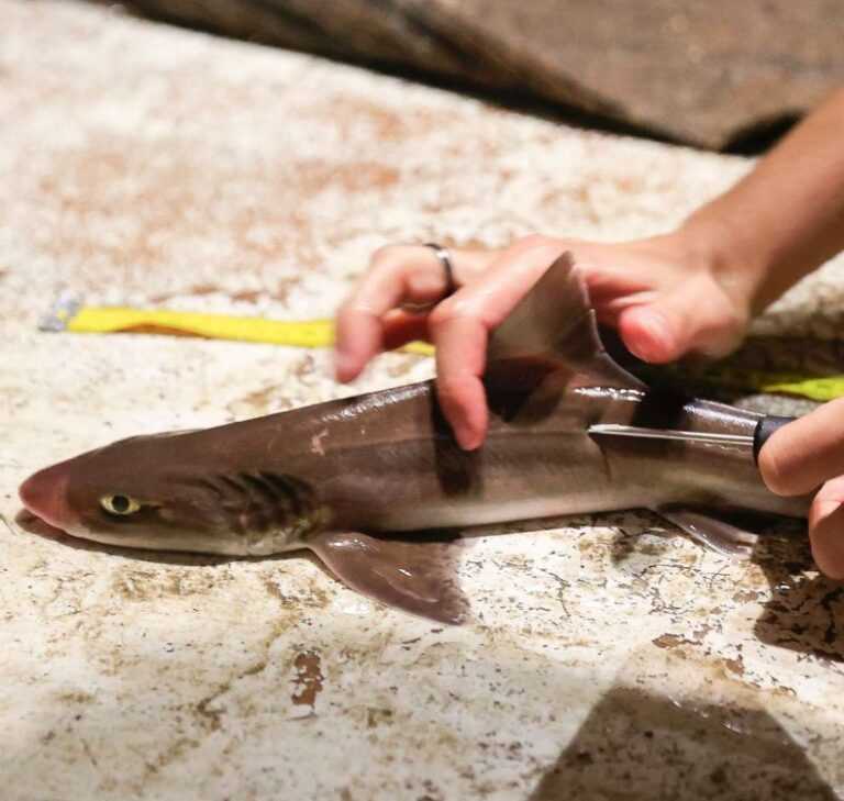 Σε απολογισμό των δράσεων της για τη μελέτη των καρχαριών και σαλαχιών στον Αμβρακικό Κόλπο προχώρησε η η iSea.