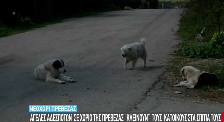 Νεοχώρι Πρέβεζας: Πάνω από 400 αδέσποτα προκαλούν ανησυχία στους κατοίκους.