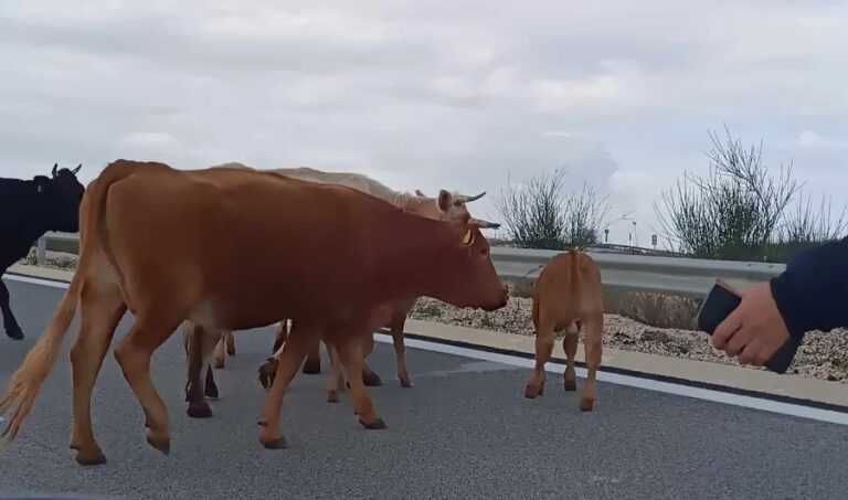 Εισβολή αγελάδων στον οδικό άξονα Άκτιο – Αμβρακία με προορισμό την Πρέβεζα.