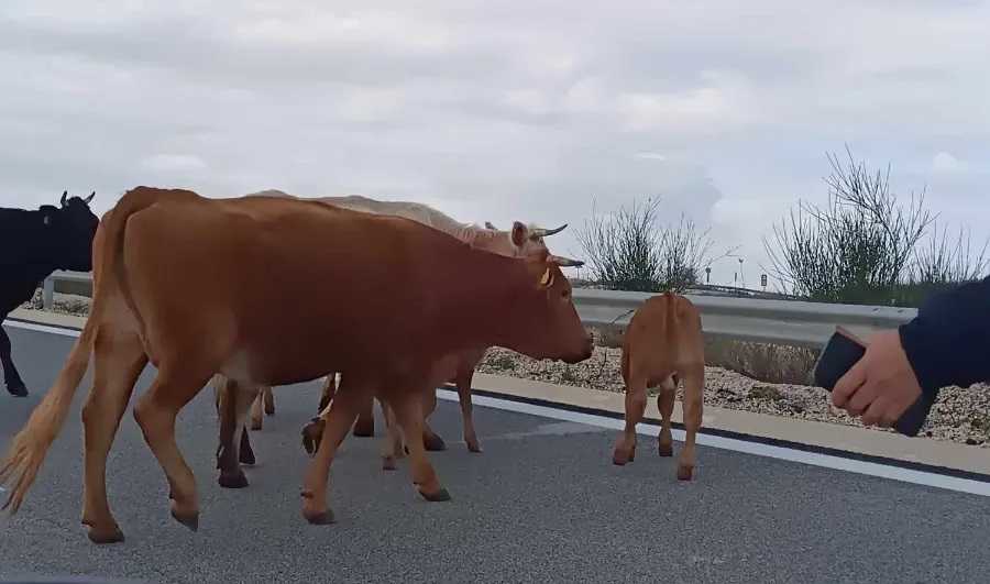 Εισβολή αγελάδων στον οδικό άξονα Άκτιο – Αμβρακία με προορισμό την Πρέβεζα.