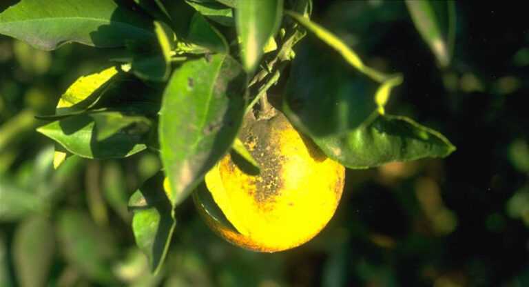 Ενθαρρυντικά αποτελέσματα στην Άρτα από το πιλοτικό πρόγραμμα βιολογικής καταπολέμησης του μαύρου αλευρώδους