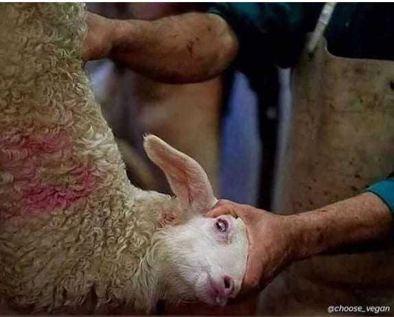 Κτηνιατρική Ηπείρου: Στο Μικροσκόπιο οι παράνομες σφαγές ζώων, και οι πωλήσεις κρέατος