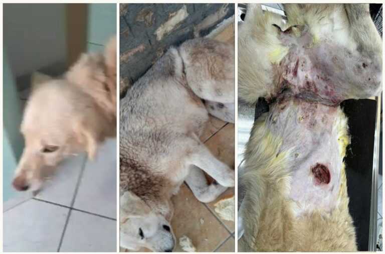 Ράγιο Θεσπρωτίας: Σκυλί Βρέθηκε Μεταξύ Ζωής και Θανάτου