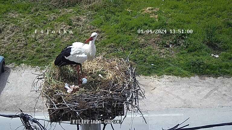 Τα δύο πρώτα αυγά του απέκτησε το ζευγάρι πελαργών στη διάσημη φωλιά της Φιλιππιάδας.