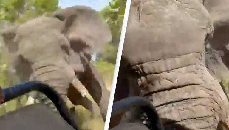 Ελέφαντας σκότωσε τουρίστρια σε σαφάρι στην Ζάμπια – Το συγκλονιστικό βίντεο της επίθεσης