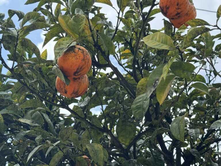 Ήπειρος: Ξεκινά η απελευθέρωση παρασίτων για την καταπολέμηση του μαύρου αλευρώδους στα εσπεριδοειδή