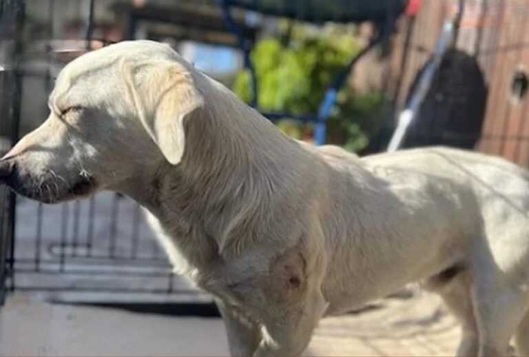 Ακόμη μία πράξη κτηνωδίας στην Πρέβεζα – 45χρονος πυροβόλησε και τραυμάτισε σοβαρά σκυλάκι (Βίντεο)