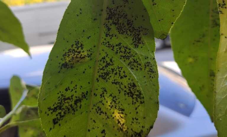 Ήπειρος: Ελπίδες για καταπολέμηση του «Μαύρου Αλευρώδους» στα εσπεριδοειδή