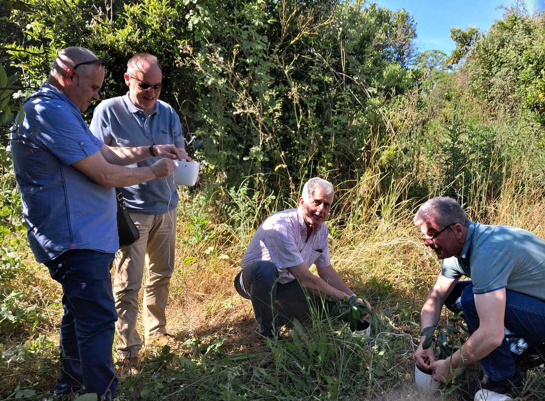 Από το Βιετνάμ στην Άρτα: Τοποθετήθηκαν οι πρώτες παγίδες για τον μαύρο ακανθώδους αλευρώδους σε έξι στρατηγικά σημεία στον κάμπο