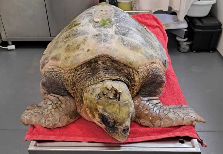 Θαλάσσια χελώνα με τραύμα στο κεφάλι εντοπίστηκε στην περιοχή της Πρέβεζας