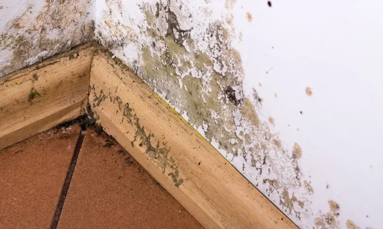 Έρευνα: Μήπως το σπίτι σας ευνοεί την εμφάνιση μούχλας;