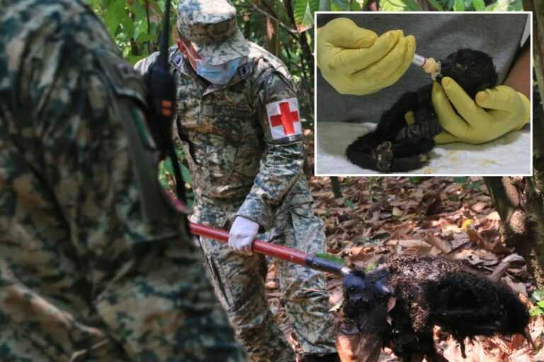 Μεξικό: Στο έλεος του ακραίου καύσωνα οι πίθηκοι – «Πέφτουν νεκροί από τα δέντρα» με τον υδράργυρο να φτάνει 45 βαθμών Κελσίου