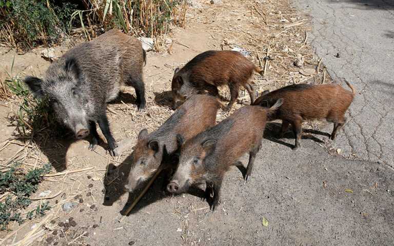 Ιωάννινα: Αγέλες αγριογούρουνων καταστρέφουν καλλιέργειες και κήπους σπιτιών