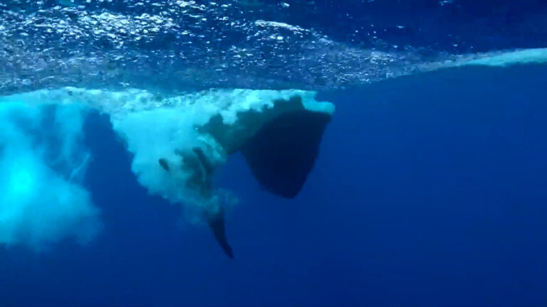 Ένθετο Κόσμος: Με «φωνητικό αλαφάβητο» επικοινωνούν οι φάλαινες-φυσητήρες