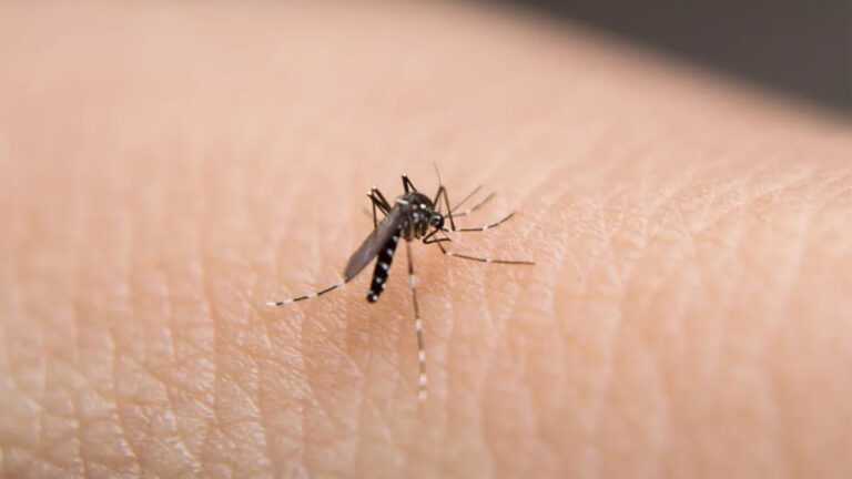 Μετάδοση Ασθενειών από Κουνούπια: Εξάπλωση των Μολύνσεων στην Ευρώπη λόγω της Κλιματικής Αλλαγής