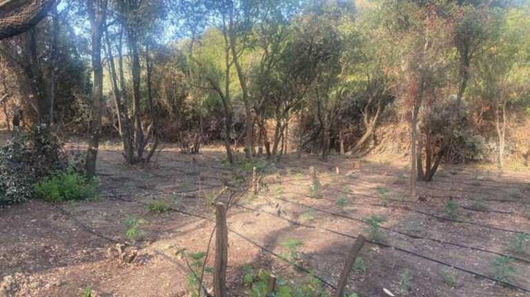 Εντοπισμός 855 Δενδρυλλίων Κάνναβης στην Αιτωλοακαρνανία – Οργανωμένη Φυτεία με Σύστημα Αυτόματου Ποτίσματος