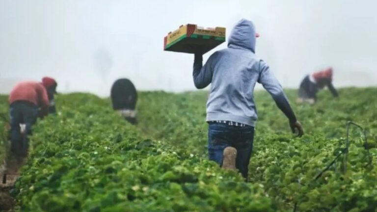 Ελλάδα – Αίγυπτος: Ανοίγει η ηλεκτρονική πλατφόρμα για τους 2.400 εποχικούς εργαζόμενους στον γεωργικό τομέα.