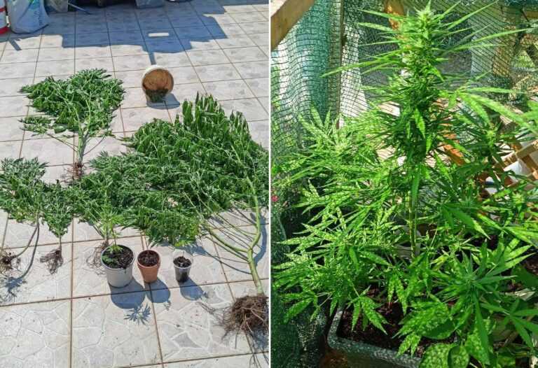 Θεσπρωτία: Καλλιεργούσε στο μπαλκόνι του δενδρύλλια κάνναβης