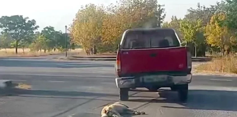 Ημαθία: Ελεύθερος Ο Ιδιοκτήτης Που Εσέρνει Το Σκύλο Του Με Αγροτικό