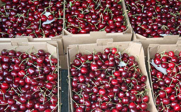 Ελληνικά Κεράσια Στην Ευρωπαϊκή Λίστα Απάτης: Εντοπίστηκε απαγορευμένο φυτοφάρμακο