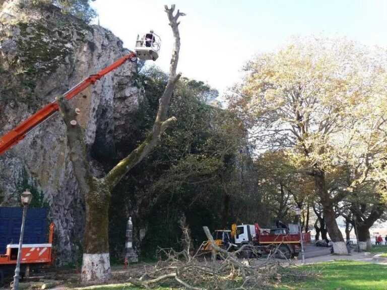 Φύτευση Νέων Δέντρων Αντικαθιστά Τα Αφανισμένα Πλατάνια στην Παμβώτιδα