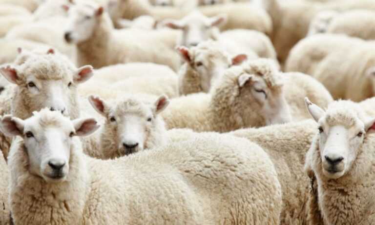 Επείγουσα Κατάσταση στη Θεσσαλία: Εξάπλωση Πανώλης με Περισσότερους Από 2.000 Θανάτους Ζώων