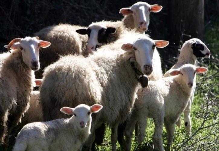 Αυστηρά μέτρα προστασίας κατά της πανώλης στην Ήπειρο: Απαγόρευση μετακίνησης αιγοπροβάτων