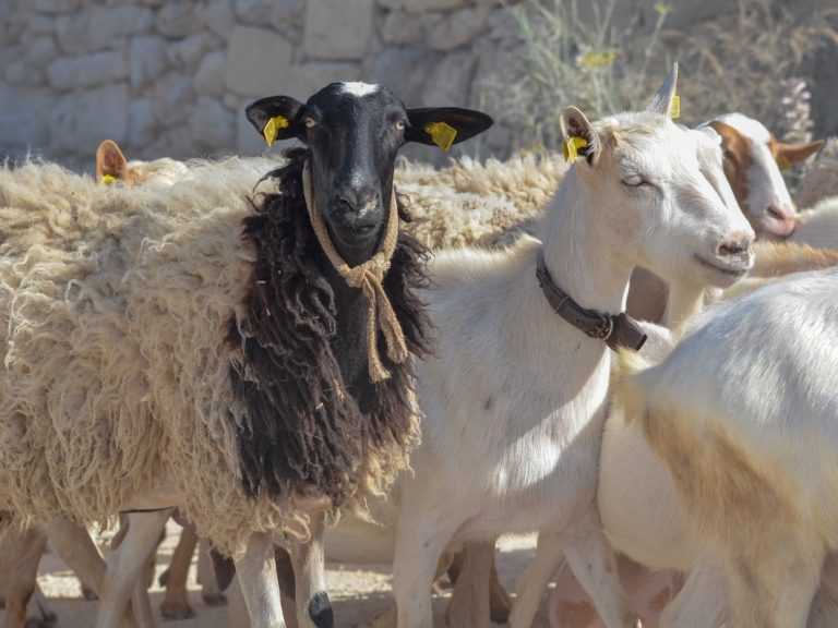 Αυξάνονται τα Κρούσματα Πανώλης Αιγοπροβάτων: 8.000 Ζώα Θανατώθηκαν Λόγω Επιδημίας