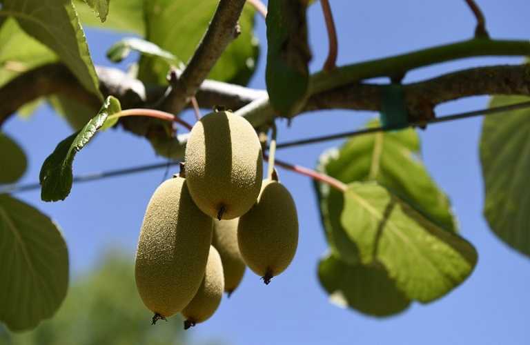 Ήπειρός: Καταγγελίες για παράνομες κοπές ανώριμων ακτινιδίων