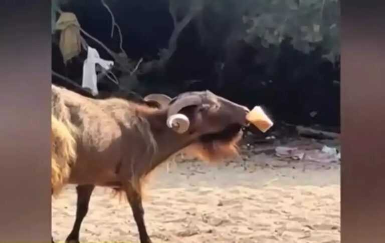 Viral ο τράγος ο οποίος άρπαξε freddo espresso σε παραλία στα Σύβοτα.