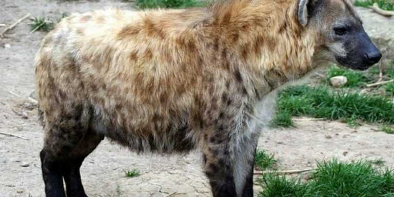 Τραγωδία στην Κένυα: Ύαινα σκότωσε και έφαγε πεντάχρονο παιδί σε χωριό