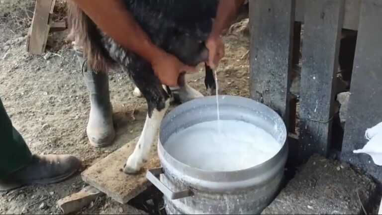 Εξελίξεις στην Αγορά Γάλακτος: Παζάρι Τιμών Μεταξύ Κτηνοτρόφων και Τυροκόμων