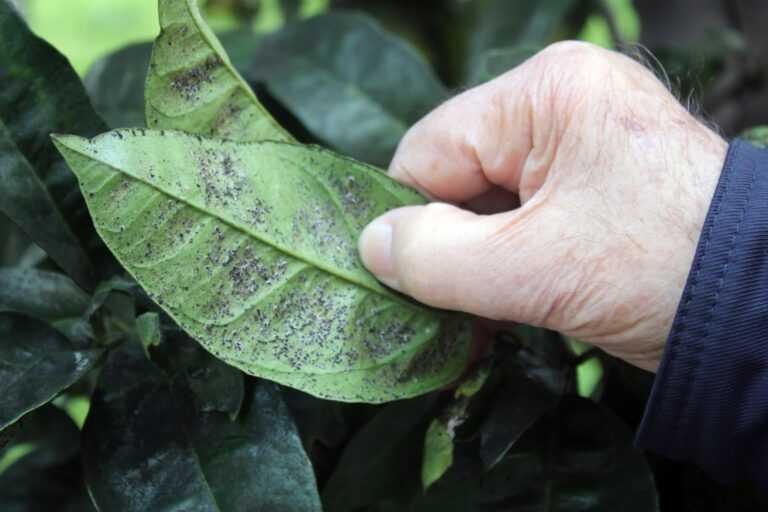 Επιστήμονες αξιολογούν την αποτελεσματικότητα της βιολογικής καταπολέμησης του μαύρου αλευρώδη σε Πρέβεζα και Άρτα
