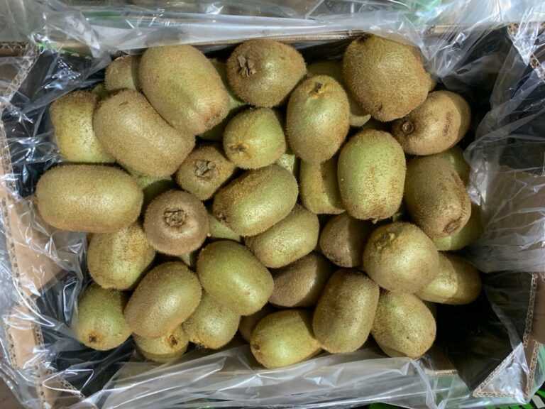 Ακτινίδια ακατάλληλα προς εξαγωγή εντοπίστηκαν στο λιμάνι της Ηγουμενίτσας