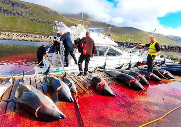 Φρίκη στα Νησιά Φερόε: Περισσότερα από 150 δελφίνια σφαγιάστηκαν – Η θάλασσα βάφτηκε κόκκινη από το αίμα