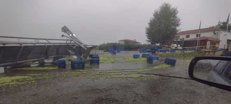 Απελπισία Στον Ελαιοπαραγωγικό Κλάδο: Ελαιοπαραγωγοί Πετάνε της Ελιές Στους Δρόμους Εξαιτίας Χαμηλών Τιμών