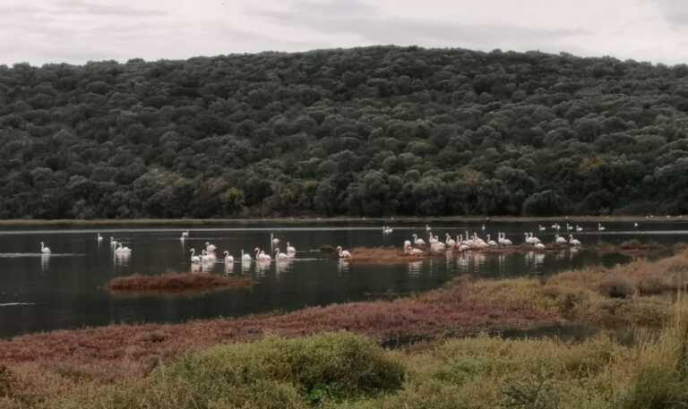 Σφοδρές Αντιδράσεις από την Ελληνική Ορνιθολογική Εταιρία για την Επέκταση της Ζώνης Θήρας στο Αμβρακικό