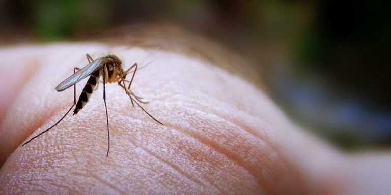 Σε Εγρήγορση οι Υγειονομικές Αρχές των Ιωαννίνων για τον Ιό του Δυτικού Νείλου μετά την επιβεβαίωση του πρώτου κρούσματος
